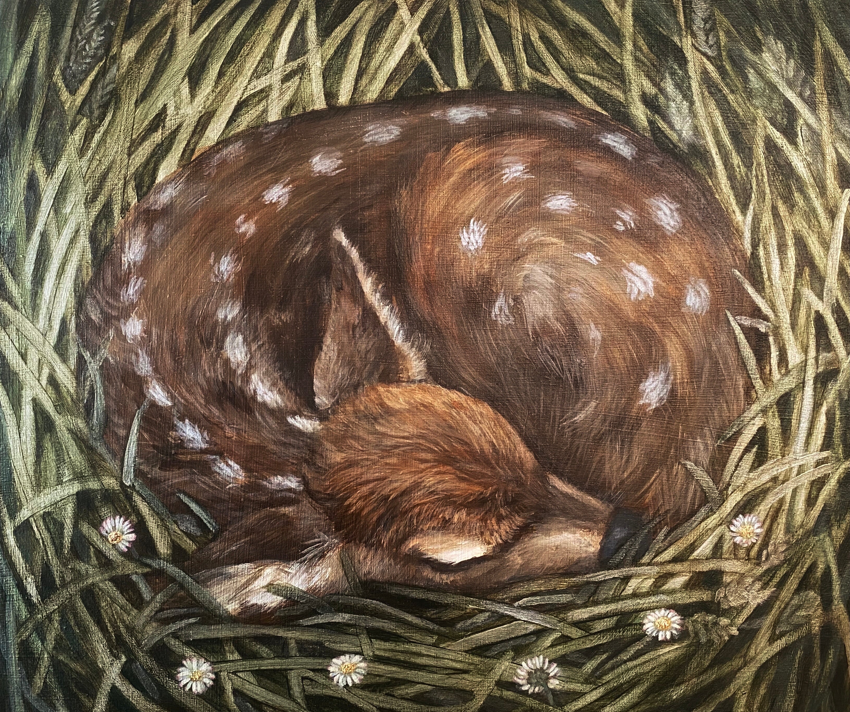 "daisy' artwork by Saskia Gray.  Baby deer sleeping in grass and daisies